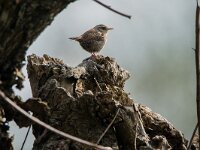 Troglodytes troglodytes 142, Winterkoning, adult, male, Saxifraga-Theo Verstrael