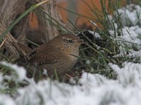 Troglodytes troglodytes 7, Winterkoning, Saxifraga-Luc Hoogenstein