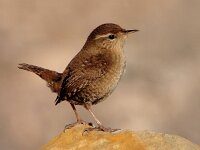 Troglodytes troglodytes 9, Winterkoning, Saxifraga-Iztok Skornik
