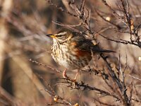 Turdus iliacus 4, Koperwiek, Saxifraga-Bart Vastenhouw