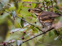 Turdus iliacus 63, Koperwiek, adult, Saxifraga-Theo Verstrael