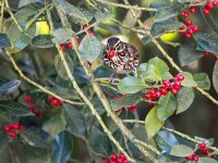 Turdus iliacus 64, Koperwiek, adult, Saxifraga-Theo Verstrael