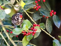Turdus iliacus 65, Koperwiek, adult, Saxifraga-Theo Verstrael