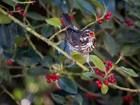 Turdus iliacus 66, Koperwiek, adult, Saxifraga-Theo Verstrael