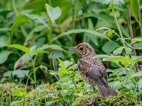 Turdus philomelos 100, Zanglijster, juvenile, Saxifraga-Theo Verstrael
