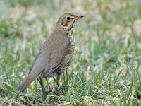 Zanglijster 01 #46263 : Turdus philomelos: Zanglijster, Song Thrush
