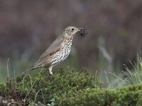 Turdus philomelos 19, Zanglijster, Saxifraga-Mark Zekhuis