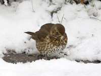 Turdus philomelos 21, Zanglijster, Saxifraga-Henk Baptist