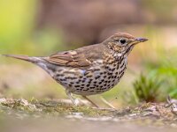 Song Thrush looking for food in a backyard  Song Thrush (Turdus philomelos) looking for food in a backyard of an urban garden in the Netherlands : Avian, animal, april, austria, background, beak, bird, britain, british, brown, close, color, common, delight, enjoyment, europe, european, fauna, forest, friendly, fun, garden, gardening, grass, green, guest, habitat, happiness, happy, house, joy, lawn, life, may, nature, optimism, ornithology, outdoor, park, philomelos, spring, standing, summer, terrace, thrush, turdus, uk, urban, wild, zanglijster
