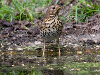 zanglijster  zanglijster ij de Haspel : Turdus philomelos