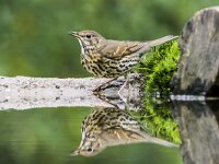 Turdus philomelos 71, Zanglijster, adult, Saxifraga-Theo Verstrael