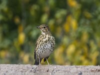 Turdus philomelos 74, Zanglijster, adult, Saxifraga-Theo Verstrael