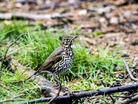 Turdus philomelos 77, Zanglijster, adult, Saxifraga-Theo Verstrael