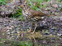 zanglijster  zanglijster ij de Haspel : Turdus philomelos