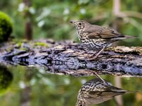 Turdus philomelos 83, Zanglijster, adult, Saxifraga-Theo Verstrael