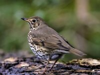 Turdus philomelos 85, Zanglijster, adult, Saxifraga-Theo Verstrael