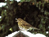 Turdus philomelos 9, Zanglijster, Saxifraga-Piet Munsterman