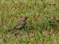 Turdus philomelos 94, Zanglijster, adult, Saxifraga-Theo Verstrael