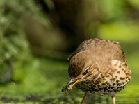 Turdus philomelos 97, Zanglijster, adult, Saxifraga-Theo Verstrael