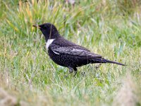 Turdus torquatus 14, Beflijster, Saxifraga-Bart Vastenhouw