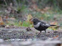 Turdus torquatus 4, Beflijster, Saxifraga-Mark Zekhuis