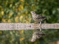Turdus viscivorus 39, Grote lijster, adult, Saxifraga-Theo Verstrael
