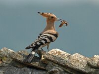 Upupa epops 14, Hop, Saxifraga-Joerg Mager