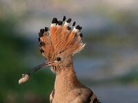 Upupa epops 24, Hop, Saxifraga-Joerg Mager