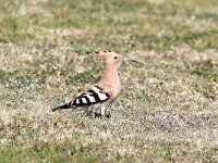 Upupa epops 26, Hop, Saxifraga-Henk Baptist