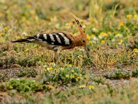 Upupa epops 40, Hop, adult, Saxifraga-Theo Verstrael