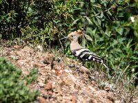 Upupa epops 45, Hop, adult, Saxifraga-Theo Verstrael