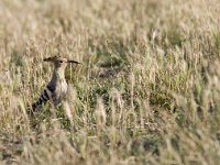 Upupa epops 7, Hop, Saxifraga-Mark Zekhuis