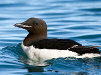 Uria lomvia 13, Kortbekzeekoet, Saxifraga-Bart Vastenhouw