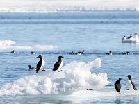 Uria lomvia 15, Kortbekzeekoet, Saxifraga-Bart Vastenhouw