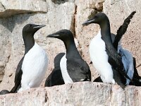 Uria lomvia 17, Kortbekzeekoet, Saxifraga-Bart Vastenhouw