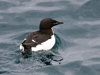 Uria lomvia 20, Kortbekzeekoet, Saxifraga-Bart Vastenhouw