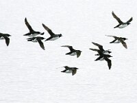 Uria lomvia 21, Kortbekzeekoet, Saxifraga-Bart Vastenhouw