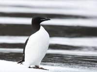 Uria lomvia 22, Kortbekzeekoet, Saxifraga-Bart Vastenhouw