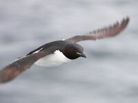 Uria lomvia 23, Kortbekzeekoet, Saxifraga-Bart Vastenhouw