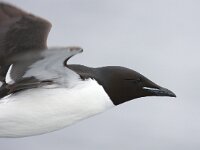 Uria lomvia 24, Kortbekzeekoet, Saxifraga-Bart Vastenhouw