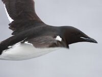 Uria lomvia 25, Kortbekzeekoet, Saxifraga-Bart Vastenhouw