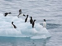 Uria lomvia 26, Kortbekzeekoet, Saxifraga-Bart Vastenhouw