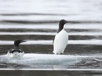 Uria lomvia 27, Kortbekzeekoet, Saxifraga-Bart Vastenhouw