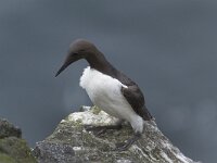 Uria lomvia 4, Kortbekzeekoet, Saxifraga-Peter Stein