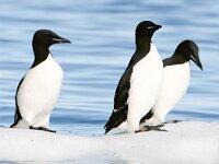 Uria lomvia 8, Kortbekzeekoet, Saxifraga-Bart Vastenhouw