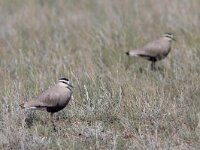 Vanellus gregarius 2, Steppekievit, Saxifraga-Mark Zekhuis