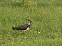 Vanellus vanellus 13, Kievit, Saxifraga-Luc Hoogenstein