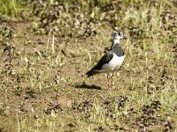 Vanellus vanellus 153, Kievit, adult, female, Saxifraga-Theo Verstrael