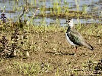 Vanellus vanellus 156, Kievit, adult, female, Saxifraga-Theo Verstrael