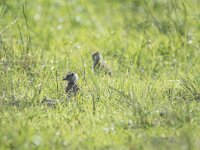 Vanellus vanellus 165, Kievit, chicken, Saxifraga-Theo Verstrael
